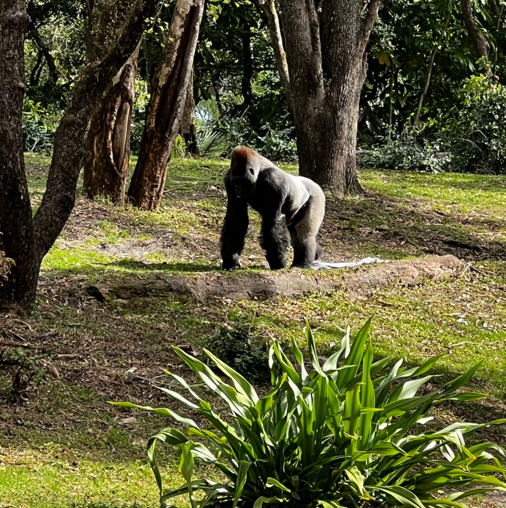 Animal Kingdom gorilla